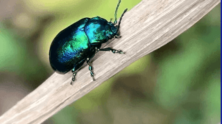Atelier Nature : Comprendre les insectes